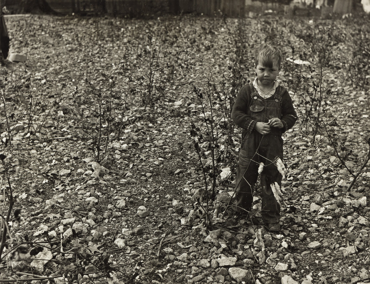 CARL MYDANS (1907-2004) Cotton patch in stony soil which is characteristic of a good part of the Crabtree Creek recreational demonstrat